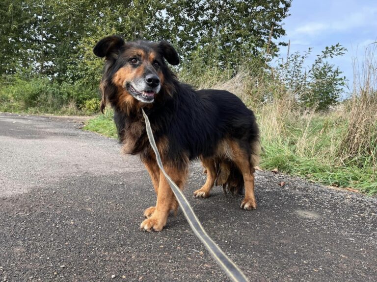 Hachi Stowarzyszenie LePsieżycie schronisko miedary