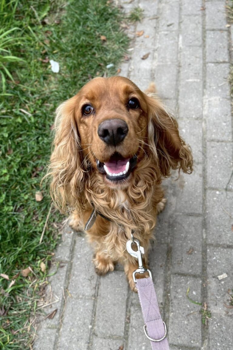 Pookie Stowarzyszenie LePsieżycie schronisko miedary